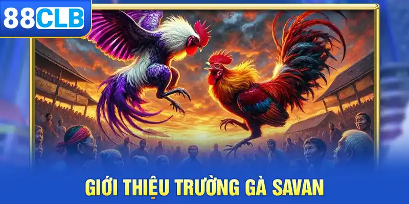 Thông tin chung về trường gà Savan