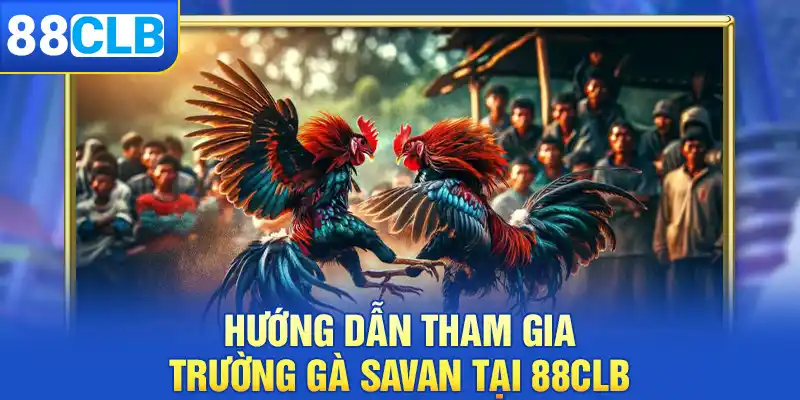 Hướng dẫn xem và cá cược trường gà Savan cùng 88clb