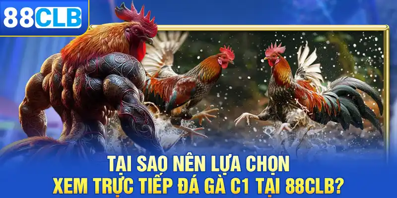 Tại sao nên lựa chọn xem trực tiếp đá gà C1 tại 88clb?